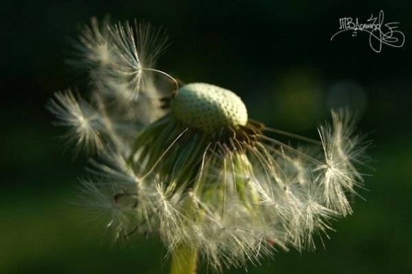 Фотовиставка Тетяни Должко